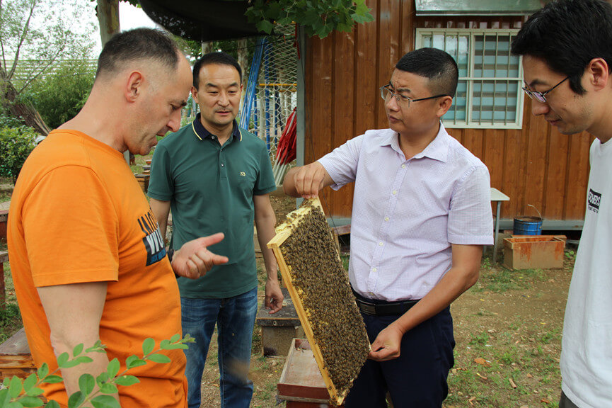 蒙阴街道：以林为巢  酿造农民“幸福蜜”   